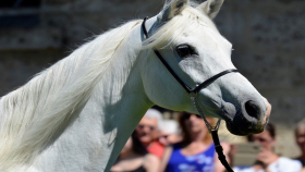 Ставрополье впервые экспортировало племенных лошадей в Монголию